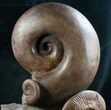 Beautiful Lytoceras Ammonite Sculpture - Tall #7987-3